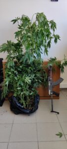 Σύλληψη καλλιεργητή ναρκωτικών στο Ηράκλειο Κρήτης  Σύλληψη καλλιεργητή ναρκωτικών στο Ηράκλειο Κρήτης                                                                                                 135x300