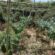Εντοπίστηκε φυτεία δενδρυλλίων κάνναβης στην Αρκαδία  Εντοπίστηκε φυτεία δενδρυλλίων κάνναβης στην Αρκαδία                                                                                                     55x55