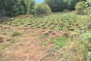 Εντοπίστηκε φυτεία δενδρυλλίων κάνναβης στη Λακωνία  Εντοπίστηκε φυτεία δενδρυλλίων κάνναβης στη Λακωνία                                                                                                   300x201