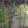 Εντοπίστηκε φυτεία δενδρυλλίων κάνναβης στη Μεσσηνία                                                       55x55