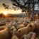 Σε δημόσια διαβούλευση το νομοσχέδιο για τις κτηνοτροφικές εγκαταστάσεις sheep 3023520 1280 55x55