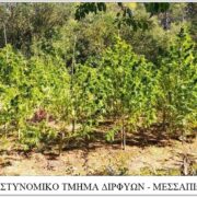 Σύλληψη γυναίκας που καλλιεργούσε κάνναβη σε δάσος στην Εύβοια                                                                                                                      180x180