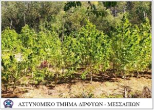 Σύλληψη γυναίκας που καλλιεργούσε κάνναβη σε δάσος στην Εύβοια                                                                                                                      300x215