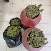 Σύλληψη καλλιεργητή ναρκωτικών στο Κάστρο Κυλλήνης 06102021dendriliahleia006 180x180