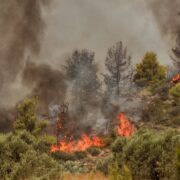 Φθιώτιδα: Πυρκαγιά σε δάσος στο Δομοκό flegomeno dasos 180x180
