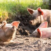 Σέρρες: Μέτρα για την αποτροπή εξάπλωσης της Αφρικανικής Πανώλης χοίρων pigs 4028140 1280 180x180