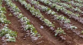Ζημιές από παγετό σε καλλιέργειες στη Μεσσηνία                                                                                        275x150
