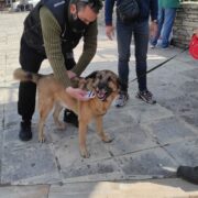 Θεσσαλονίκη: Έλεγχοι σε δεσποζόμενα ζώα συντροφιάς 05042022zoa001 180x180