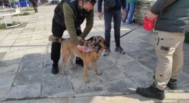 Θεσσαλονίκη: Έλεγχοι σε δεσποζόμενα ζώα συντροφιάς 05042022zoa001 275x150
