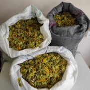 Καστοριά: Συλλήψεις για παράνομη συλλογή αρωματικού-θεραπευτικού φυτού                                                                                                                    180x180