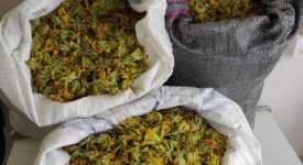 Καστοριά: Συλλήψεις για παράνομη συλλογή αρωματικού-θεραπευτικού φυτού                                                                                                                    275x150