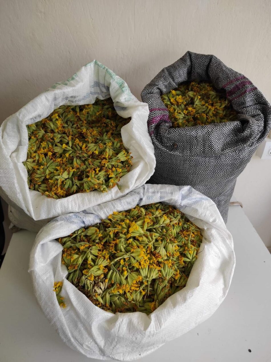 Καστοριά: Συλλήψεις για παράνομη συλλογή αρωματικού-θεραπευτικού φυτού                                                                                                                    950x1270
