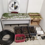 Συλλήψεις καλλιεργητών κάνναβης στη Θεσσαλονίκη                                                                                            180x180