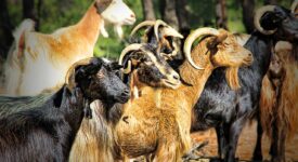 Νέες αποφάσεις για τη στήριξη των κτηνοτρόφων            275x150