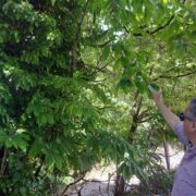 Η Περιφέρεια Θεσσαλίας προστατεύει τις καλλιέργειες καστανιάς                                                                                                                      180x180