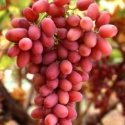 Ξεκίνησε η καταβολή κρατικών ενισχύσεων σταφυλιών ποικιλίας Crimson crimson grapes 180x180