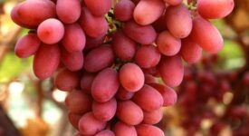 Ξεκίνησε η καταβολή κρατικών ενισχύσεων σταφυλιών ποικιλίας Crimson crimson grapes 275x150