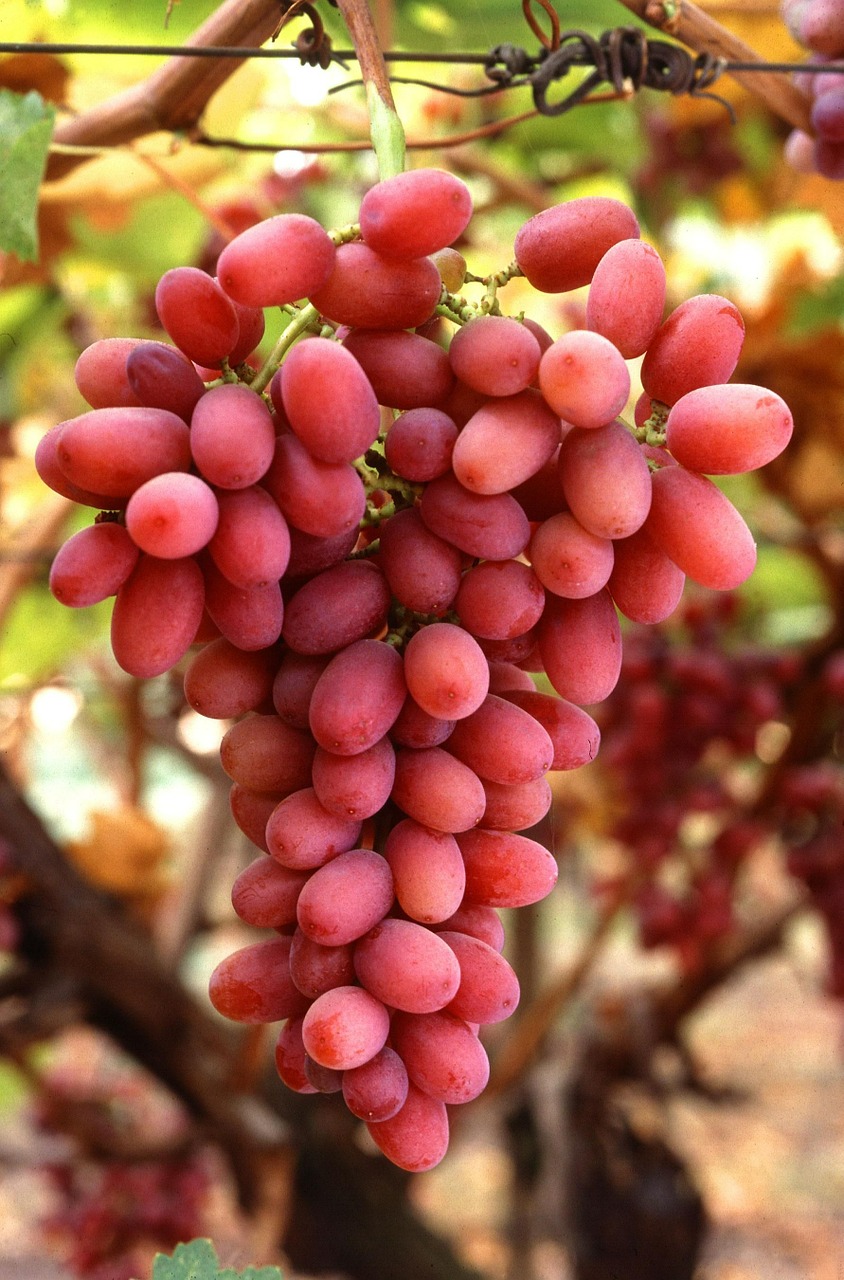 Ξεκίνησε η καταβολή κρατικών ενισχύσεων σταφυλιών ποικιλίας Crimson crimson grapes