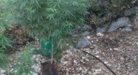 Σύλληψη καλλιεργητή ναρκωτικών στην Πρέβεζα                                                                                    275x150