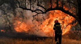 Πυρκαγιά στην Ελάτεια Φθιώτιδας pyrosvestis elaiodendra 1 275x150