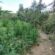 Μεσσηνία: Εντοπίστηκε φυτεία με πάνω από 3.000 δενδρύλλια κάνναβης-Αναζητούνται οι δράστες                                                          3