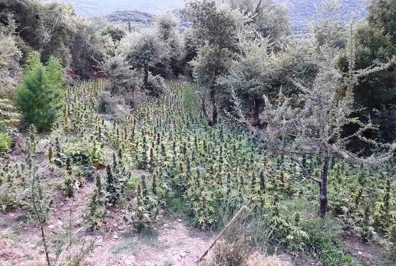Μεσσηνία: Εντοπίστηκε φυτεία με πάνω από 3.000 δενδρύλλια κάνναβης-Αναζητούνται οι δράστες 05082022messinia004