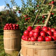 Εγκρίθηκε η πληρωμή αποζημιώσεων καλλιεργειών σε παραγωγούς μήλων και καστάνων              180x180