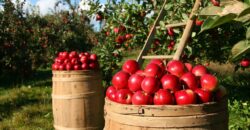 Εγκρίθηκε η πληρωμή αποζημιώσεων καλλιεργειών σε παραγωγούς μήλων και καστάνων              250x130