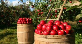 ΣΥΡΙΖΑ: Το υπέρογκο κόστος παραγωγής και η αδυναμία διάθεσης μήλων γονατίζουν τους μηλοπαραγωγούς της χώρας              275x150