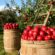 ΣΥΡΙΖΑ: Το υπέρογκο κόστος παραγωγής και η αδυναμία διάθεσης μήλων γονατίζουν τους μηλοπαραγωγούς της χώρας              55x55