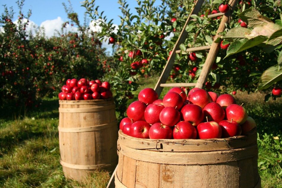Εγκρίθηκε η πληρωμή αποζημιώσεων καλλιεργειών σε παραγωγούς μήλων και καστάνων              950x633