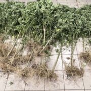 Συλλήψεις καλλιεργητών ναρκωτικών στη Θεσσαλονίκη                                                                                                180x180