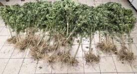 Συλλήψεις καλλιεργητών ναρκωτικών στη Θεσσαλονίκη                                                                                                275x150
