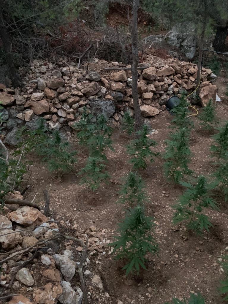 Εντοπίστηκε φυτεία κάνναβης στο όρος Αιγάλεω-Συνελήφθη ο καλλιεργητής 07102022dendrilia003
