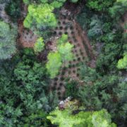 Εντοπίστηκε φυτεία κάνναβης στο όρος Αιγάλεω-Συνελήφθη ο καλλιεργητής 07102022dendrilia009 180x180