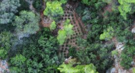 Εντοπίστηκε φυτεία κάνναβης στο όρος Αιγάλεω-Συνελήφθη ο καλλιεργητής 07102022dendrilia009 275x150