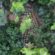 Εντοπίστηκε φυτεία κάνναβης στο όρος Αιγάλεω-Συνελήφθη ο καλλιεργητής 07102022dendrilia009 55x55