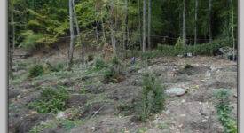Ελασσόνα: Εντοπισμός φυτείας κάνναβης σε δυσπρόσιτη ημιορεινή περιοχή 13102022thessalia001 275x150