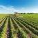 ΠΑΣΟΚ: Η Κυβέρνηση νίπτει τας χείρας της για τις κατασχέσεις των αγροτικών επιδοτήσεων agrotes 55x55