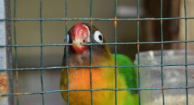 ΣΥΡΙΖΑ: Προβλήματα με την διαδικασία καταχώρισης των ιδιόκτητων πτηνών ως ιδιοκτητών ζώων συντροφιάς            275x150