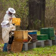 12 εκ. € ενίσχυση στους μελισσοκόμους για την αντιμετώπιση των επιπτώσεων από την Ουκρανική κρίση                          180x180