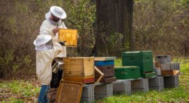 12 εκ. € ενίσχυση στους μελισσοκόμους για την αντιμετώπιση των επιπτώσεων από την Ουκρανική κρίση                          275x150