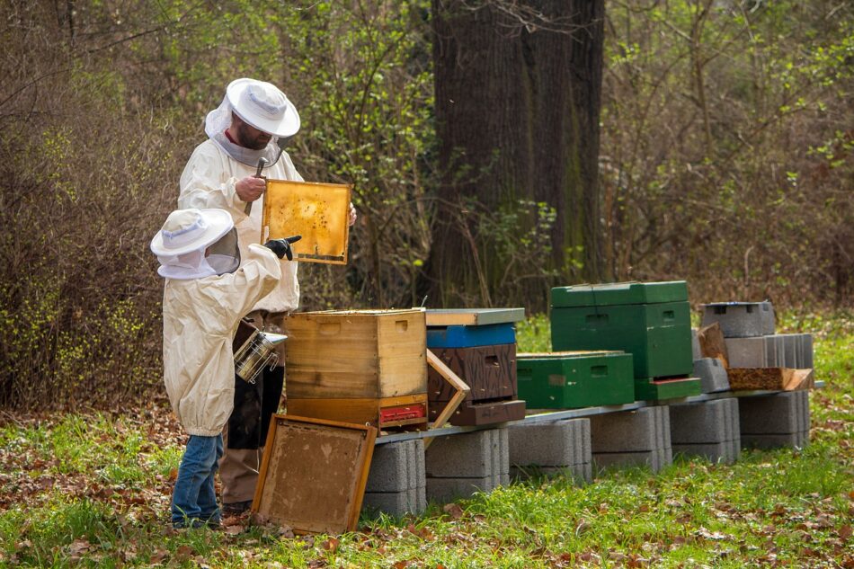 12 εκ. € ενίσχυση στους μελισσοκόμους για την αντιμετώπιση των επιπτώσεων από την Ουκρανική κρίση                          950x633