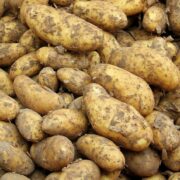 ΠΑΣΟΚ: Σε απόγνωση βρίσκονται οι αγρότες-παραγωγοί πατάτας της χώρας μας                180x180