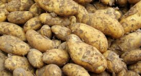 ΠΑΣΟΚ: Σε απόγνωση βρίσκονται οι αγρότες-παραγωγοί πατάτας της χώρας μας                275x150