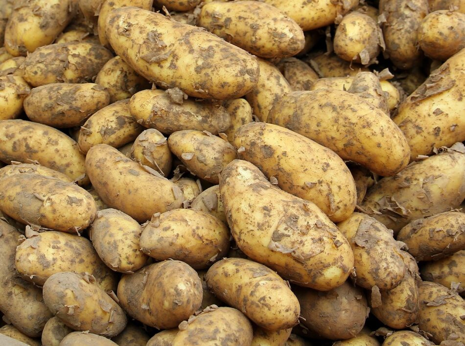 ΠΑΣΟΚ: Σε απόγνωση βρίσκονται οι αγρότες-παραγωγοί πατάτας της χώρας μας                950x707