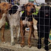 Θεσσαλονίκη: Είχε στην αυλή του 30 σκυλιά&#8230;                                                          30