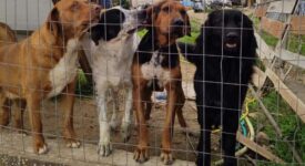Θεσσαλονίκη: Είχε στην αυλή του 30 σκυλιά&#8230;                                                          30