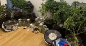 Συνελήφθησαν καλλιεργητές ναρκωτικών στην Κυψέλη                                 275x150