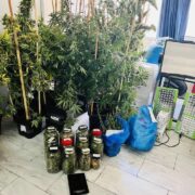 Σύλληψη καλλιεργητή ναρκωτικών στην Αθήνα                                                                                180x180